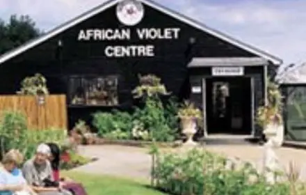 African Violet Centre