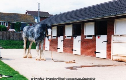 Norfolk Shire Horse Centre